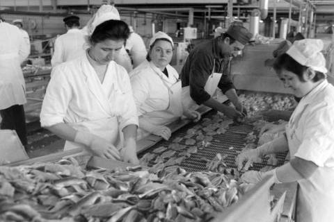 ARH NL Mellin 02-078/0003, Arbeiterinnen in einer Fischkonservenfabrik , ohne Datum