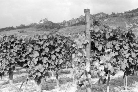 ARH NL Mellin 02-099/0004, Blick auf Weinpflanzen mit der Burgruine Dürnstein im Hintergrund, ohne Datum