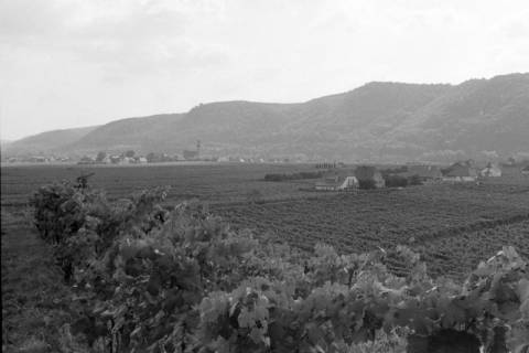 ARH NL Mellin 02-099/0005, Blick über Weinfelder auf Ober- und Unterloiben mit der Pfarrkirche Unterloiben, ohne Datum