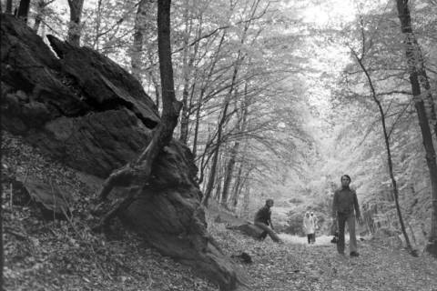 ARH NL Mellin 02-099/0008, Wanderer im Wald, Niederösterreich?, ohne Datum