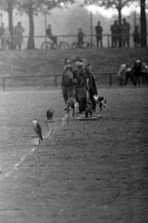 ARH NL Mellin 02-108/0001, Raubvögel auf Pfosten sitzend mit zwei Falknern im Hintergrund, um 1975