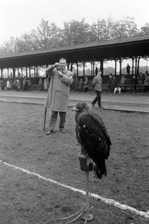 ARH NL Mellin 02-108/0007, Trainierter Steinadler auf einem Pfosten sitzend, im Hintergrund ein Fotograf und Publikum, um 1975