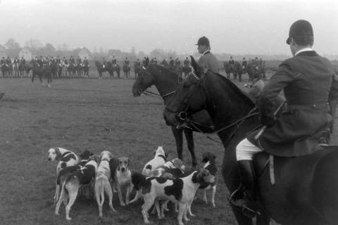 ARH NL Mellin 02-127/0009, Hundemeute (Beagle) bei einer berittenen Jagdgesellschaft, um 1975