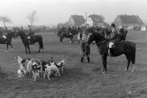 ARH NL Mellin 02-131/0001, Berittene Jagdgesellschaft mit Hundemeute (Beagle) auf einer Wiese versammelt, um 1975