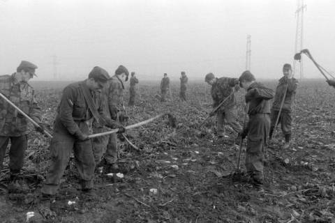 ARH NL Mellin 02-131/0008, Soldaten bei der Arbeit auf einem Feld, um 1975