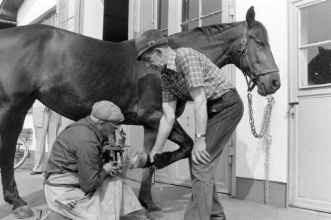 ARH NL Mellin 02-135/0008, Ein Pferd wird von einem Hufschmied neu beschlagt, um 1975