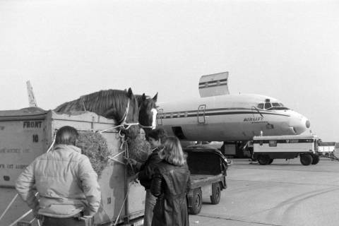 ARH NL Mellin 02-136/0001, Zwei Pferde in einer Transportbox für ein Flugzeug auf dem Flughafen Hannover, Langenhagen, um 1975