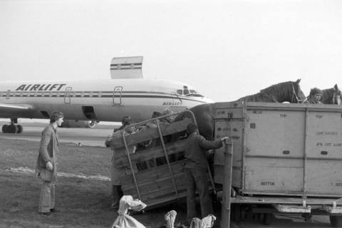 ARH NL Mellin 02-136/0002, Zwei Pferde in einer Transportbox für ein Flugzeug auf dem Flughafen Hannover, Langenhagen, um 1975