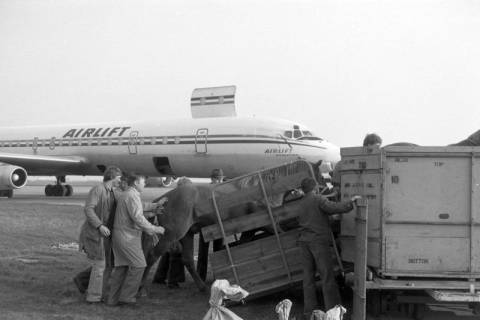 ARH NL Mellin 02-136/0003, Zwei Pferde in einer Transportbox für ein Flugzeug auf dem Flughafen Hannover, Langenhagen, um 1975