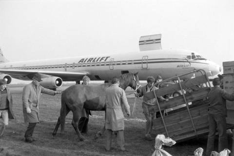 ARH NL Mellin 02-136/0004, Zwei Pferde in einer Transportbox für ein Flugzeug auf dem Flughafen Hannover, Langenhagen, um 1975