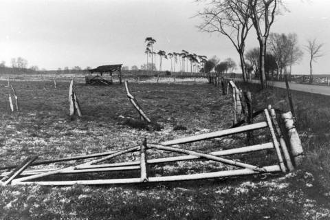 ARH NL Mellin 02-136/0010, Beschneiter Zaun und Weide, um 1975