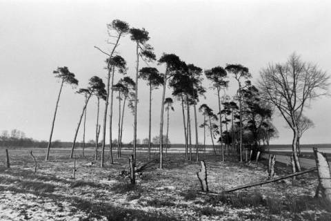 ARH NL Mellin 02-136/0011, Beschneite Bäume, um 1975