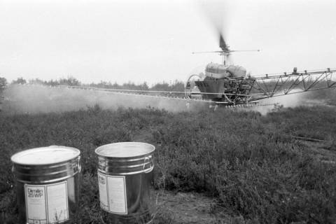 ARH NL Mellin 02-137/0010, Helikopter (Bell 47) des "Air Lloyd Pflanzenschutz" beim Streuen von Insektiziden (Dimilin), um 1975