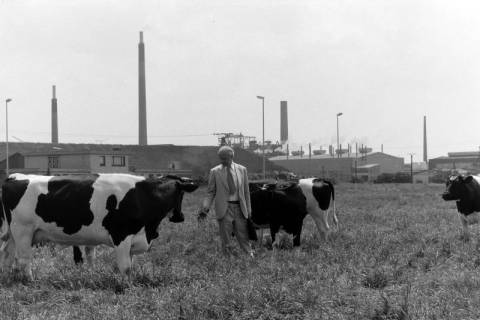 ARH NL Mellin 02-139/0006, Ein Mann bei Kühen auf einer Wiese vor einer Fabrik, um 1975