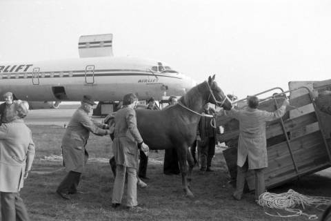 ARH NL Mellin 02-143/0003, Ein Pferd wird in eine Transportbox für ein Flugzeug geführt, um 1975