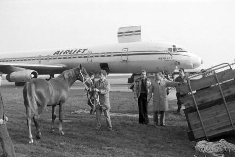 ARH NL Mellin 02-143/0004, Ein Pferd wird in eine Transportbox für ein Flugzeug geführt, um 1975