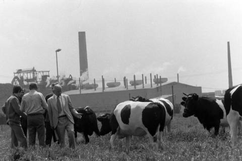 ARH NL Mellin 02-144/0006, Gruppe von Männern mit Kühen auf einer Weide vor einer Fabrik, um 1975