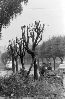 ARH NL Mellin 02-148/0009, Baumpfleger beim Beschneiden von Bäumen einer Allee, um 1975