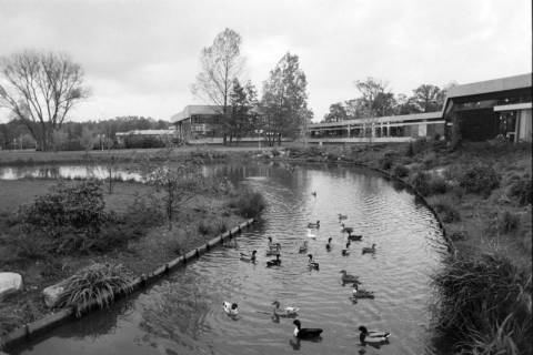 ARH NL Mellin 02-150/0004, Blick über Enten auf einem angelegten Fluss und Teich auf ein Gebäude, um 1975