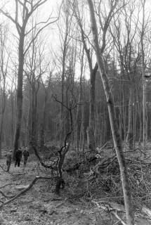 ARH NL Mellin 02-181/0004, (Sturm-?)Schäden in einem Wald, um 1970