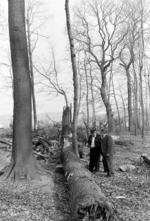 ARH NL Mellin 02-181/0005, (Sturm-?)Schäden in einem Wald, um 1970