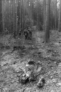 ARH NL Mellin 02-181/0006, (Sturm-?)Schäden in einem Wald, um 1970