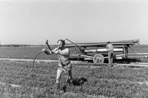 ARH NL Mellin 02-187/0014, Auslegen von Rohren zur Bewässerung eines Karotten-Feldes, um 1975