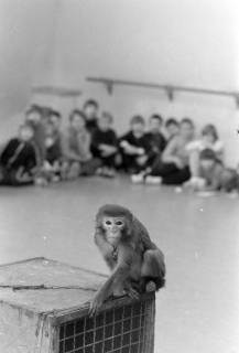 ARH NL Mellin 02-197/0002, Zur Schau vor einer Gruppe (Schul-?) Kinder vorgeführter Affe, um 1975