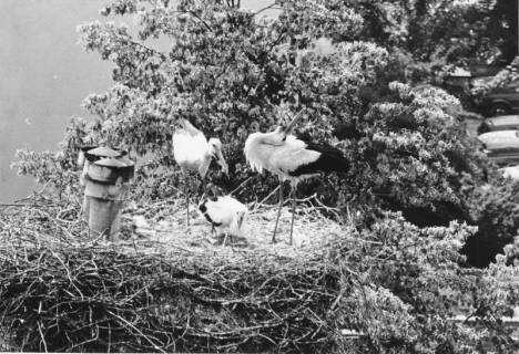 ARH Slg. Bartling 488, Storchennest mit Elternpaar und zwei Jungen, um 1975