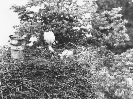 ARH Slg. Bartling 489, Storch im Nest mit zwei Jungen, um 1975