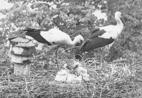 ARH Slg. Bartling 539, Storchennest mit Elternpaar und zwei Jungen, um 1975