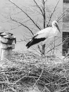 ARH Slg. Bartling 540, Storchennest mit stehendem Storch, um 1975