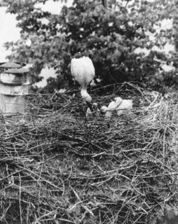 ARH Slg. Bartling 542, Storchennest mit Storch, der die Jungen füttert, um 1975