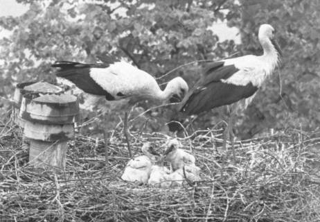 ARH Slg. Bartling 655, Storchenpaar mit Jungen im Nest, Neustadt a. Rbge., um 1970