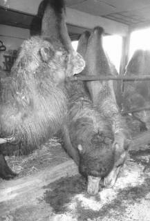 ARH Slg. Bartling 893, Fütterung der Kamele im Winterquartier des Circus Belly im leerstehenden Gebäude in der Siemensstraße, Neustadt a. Rbge., um 1980