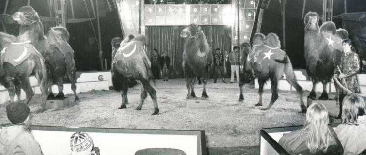 ARH Slg. Bartling 921, Kameldressur in der Manege beim Circus Belly in der Siemensstraße, Neustadt a. Rbge., um 1975