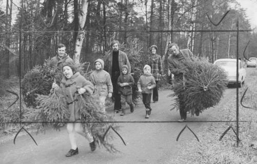 ARH Slg. Bartling 958, Kaffeedamm, Försterei Dammkrug, Familien mit Kindern schleppen ihre selbst geschlagenen Weihnachtsbäume, 1974