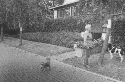 ARH Slg. Bartling 1053, Frau im Spätsommer mit einem gefleckten Hund und einem Dackel steht vor dem Apfelbaum am Eingang des Hauses Apfelallee 23 und liest die am Baumstamm befestigte amtliche Bekanntmachung, Neustadt a. Rbge., um 1980