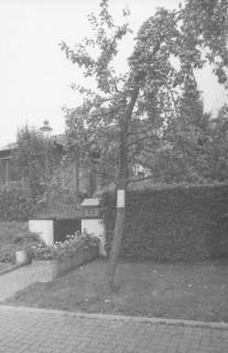 ARH Slg. Bartling 1073, Reichlich Früchte tragender Apfelbaum am Eingang des Hauses Apfelallee 23 mit am Baumstamm befestigter amtlicher Bekanntmachung, Neustadt a. Rbge., um 1980