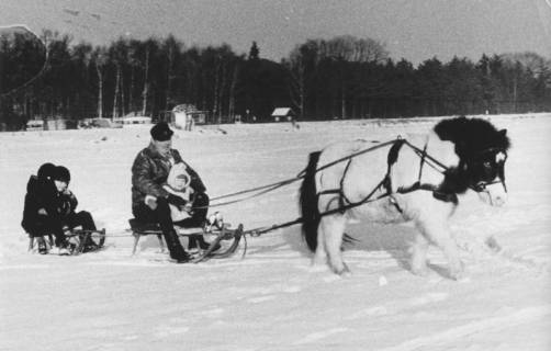 ARH Slg. Bartling 1111, Nordufer in Höhe der Jugendherberge, Ponygespann mit zwei Schlitten auf dem zugefrorenen verschneiten See, Steinhuder Meer, 1970