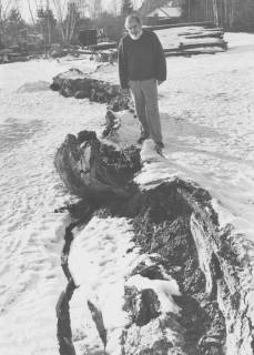 ARH Slg. Bartling 1173, Schneebedecktes Nordufer auf Höhe des Lokals "Seestern", ein Anwohner zeigt die durch das Eis entstandenen Schäden am Ufer (kantiger Abbruch des Ufersands), Steinhuder Meer, 1970
