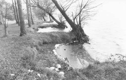 ARH Slg. Bartling 1181, Nordufer, Uferpartie im Spätherbst mit Ausbuchtungen zwischen schräg liegenden Bäumen, Steinhuder Meer, um 1980