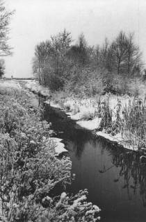 ARH Slg. Bartling 1204, Nordufer, verschneiter Moorgraben, Wasserzufluss zum Steinhuder Meer, um 1970
