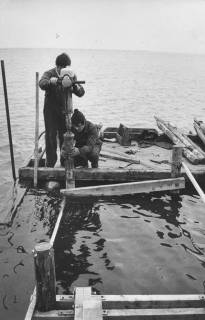 ARH Slg. Bartling 1209, Zwei Männer beim Aufbau eines Bootsstegs, Einrammen eines Pfahls, Steinhuder Meer, 1973
