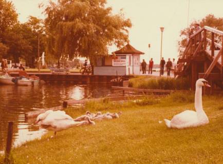ARH Slg. Bartling 1274, Schwanenfamilie mit Jungen an der Uferböschung von Pier 82, im Hintergrund die "Meerjungfrau", Steinhuder Meer, Steinhude, um 1980