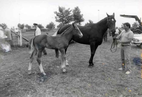 ARH Slg. Bartling 1401, Pferdezuchtverein, Stute und Fohlen auf dem Reitplatz stehend, die Stute gehalten von N. N., Mandelsloh, um 1980
