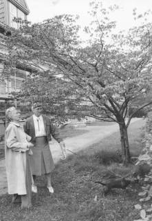 ARH Slg. Bartling 1578, Blühender Kirschbaum im Amtsgarten vor der eingerüsteten östlichen Schlossfassade, unter dem Baum die Lehrerin i. R. Elsbeth Hotes (links) und Brigitte Heinemann (mit angeleintem Rauhhaardackel), Neustadt a. Rbge., um 1973