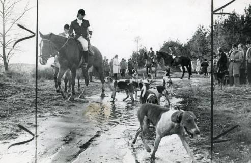 ARH Slg. Bartling 2198, Reiter und Hundemeute bei einer Parforce-Jagd vor dem Start unter den Augen einer größeren Menge von Zuschauern, um 1970