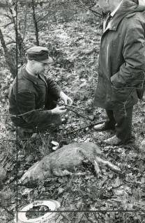 ARH Slg. Bartling 2471, Jagdpächter N. N. zeigt dem N. N. einen an der Bundestraße B 6 angefahrenen toten Keiler, Kreisjägerschaft, Neustadt a. Rbge., 1971