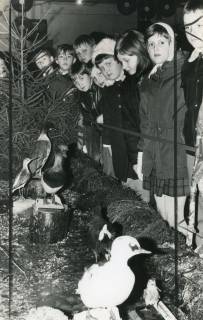 ARH Slg. Bartling 2477, Besuch von Schulkindern in einer Jagdausstellung (Flugwild am Wasser) im Vereinsheim, Kreisjägerschaft, Neustadt a. Rbge., 1970